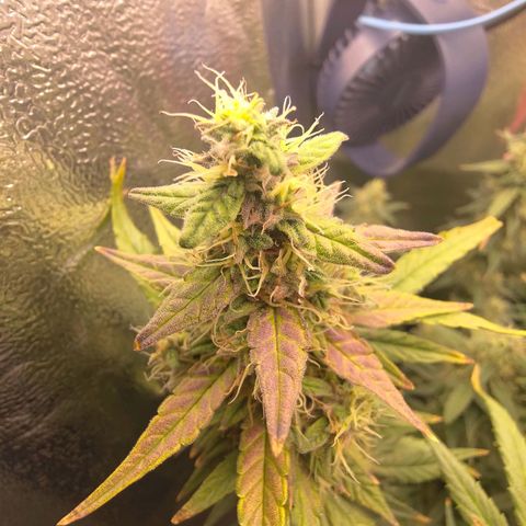 Sticky Beast Automatic growlog timeline photo