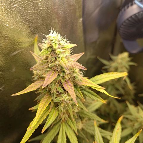 Sticky Beast Automatic growlog timeline photo
