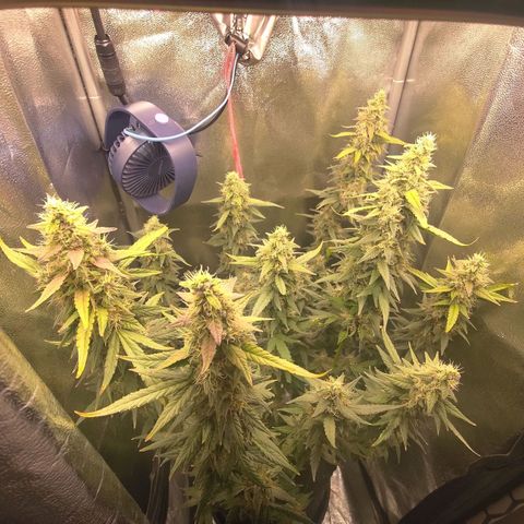 Sticky Beast Automatic growlog timeline photo