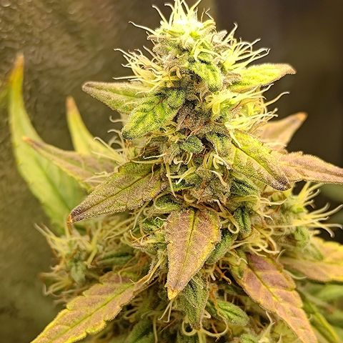 Sticky Beast Automatic growlog timeline photo