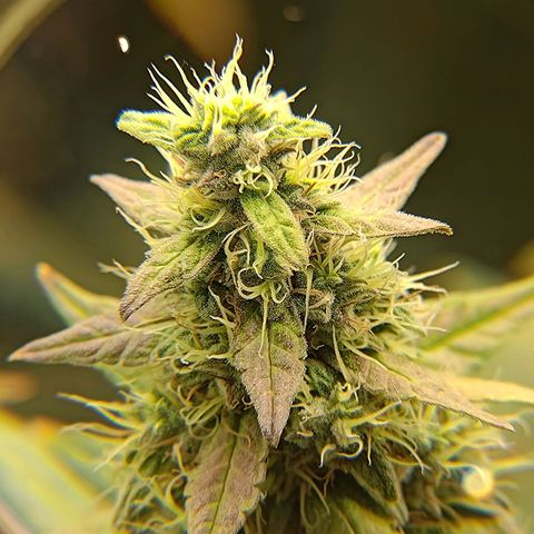 Sticky Beast Automatic growlog timeline photo