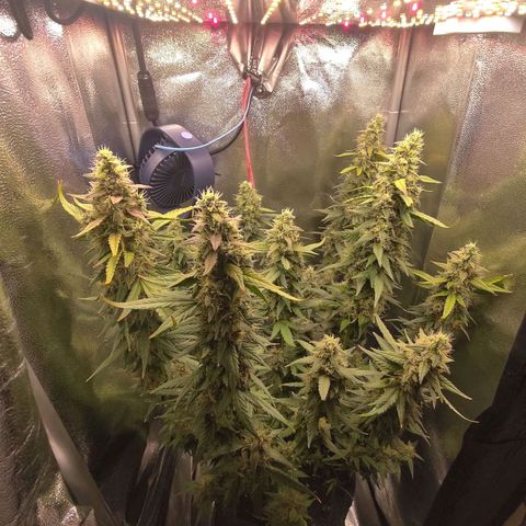 Sticky Beast Automatic growlog timeline photo