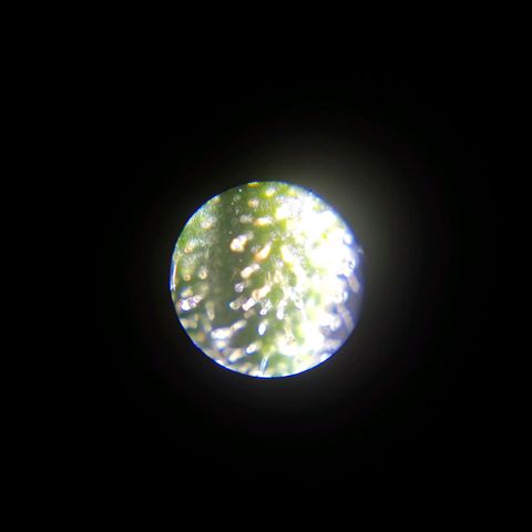 Sticky Beast Automatic growlog photo: 10-15% Amber trichomes.