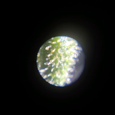 Sticky Beast Automatic growlog photo: 10-15% Amber trichomes.