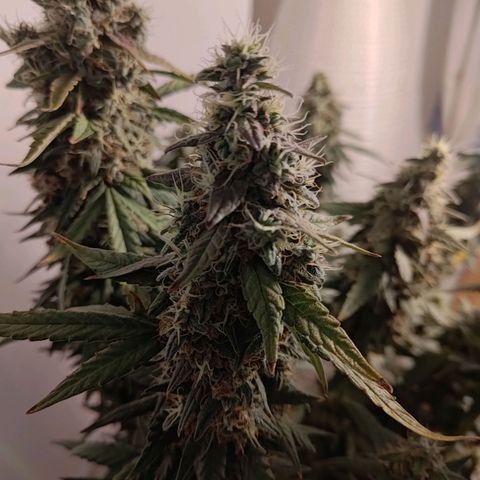 Sticky Beast Automatic growlog timeline photo