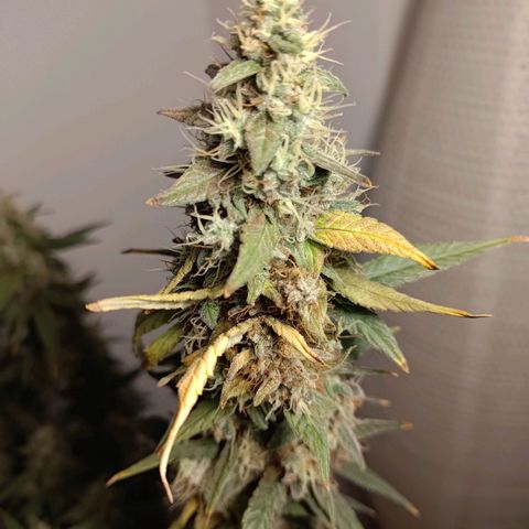 Sticky Beast Automatic growlog timeline photo