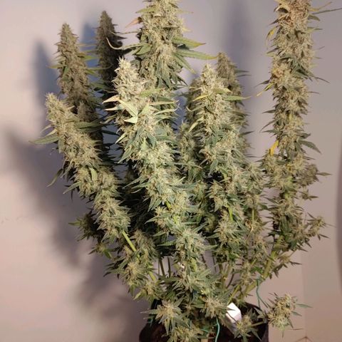 Sticky Beast Automatic growlog timeline photo