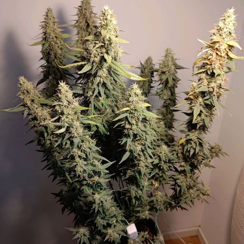 Sticky Beast Automatic growlog timeline photo