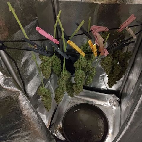 Sticky Beast Automatic growlog timeline photo