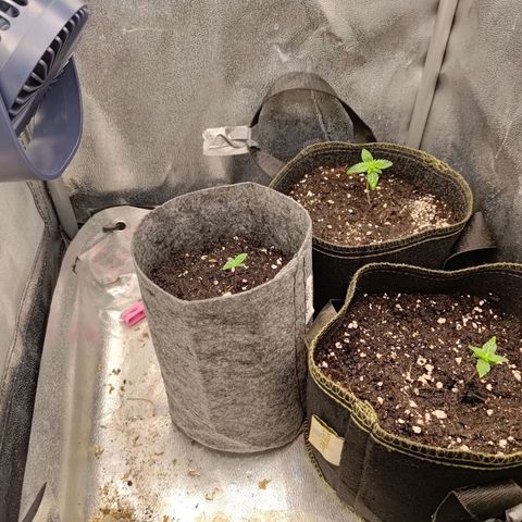 Black Orchid growlog timeline photo