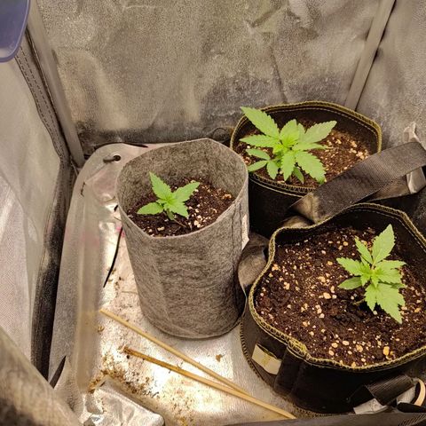 Black Orchid growlog timeline photo
