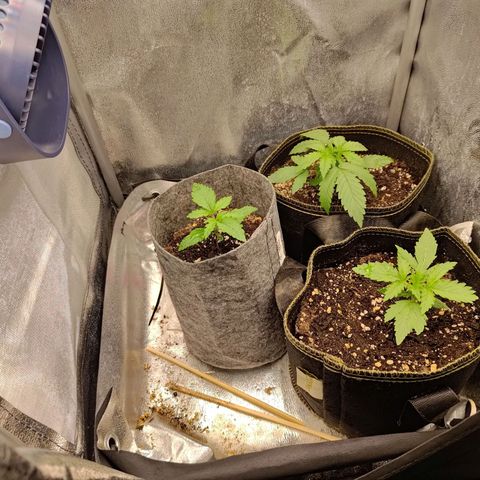 Black Orchid growlog timeline photo