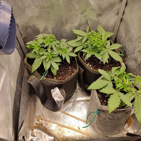 Black Orchid growlog timeline photo