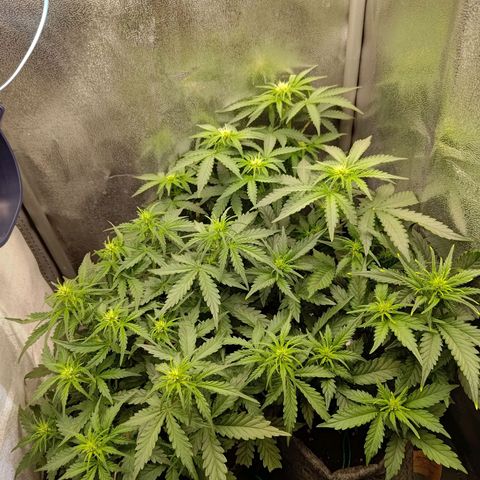 Black Orchid growlog timeline photo