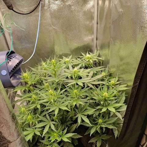Black Orchid growlog timeline photo