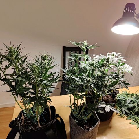 Black Orchid growlog timeline photo