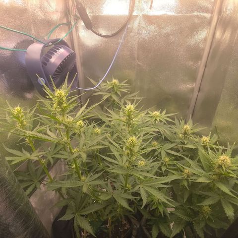Black Orchid growlog timeline photo