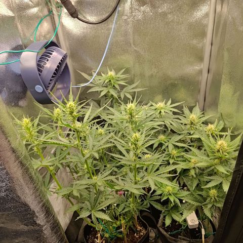 Black Orchid growlog timeline photo