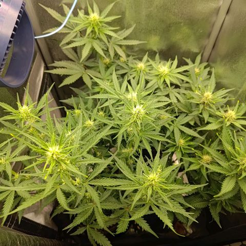 Black Orchid growlog timeline photo