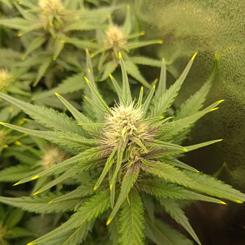 Black Orchid growlog photo: A little bit black. Funnily enough it's the purple lemonade and not the black orchid 