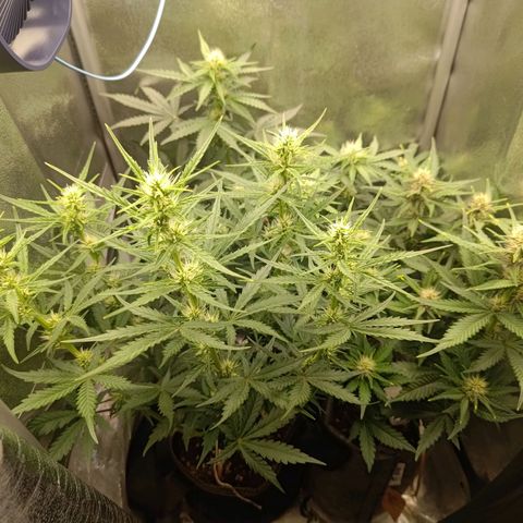 Black Orchid growlog photo: A little bit black. Funnily enough it's the purple lemonade and not the black orchid 