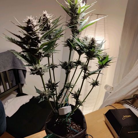 Black Orchid growlog timeline photo