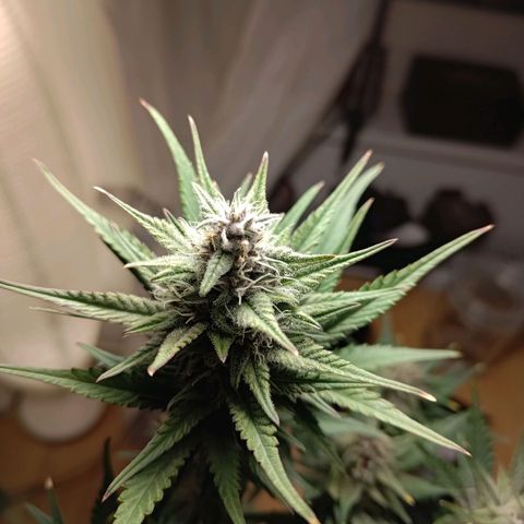 Black Orchid growlog timeline photo