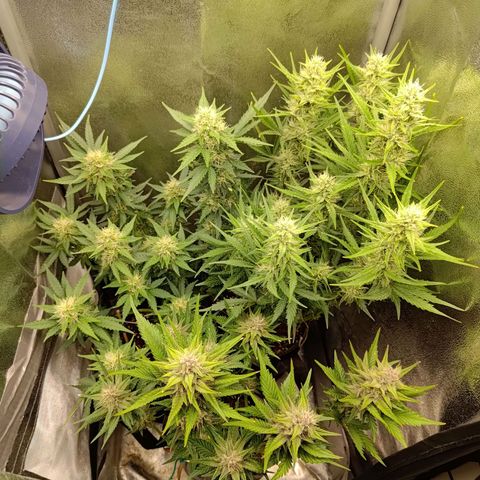 Black Orchid growlog timeline photo