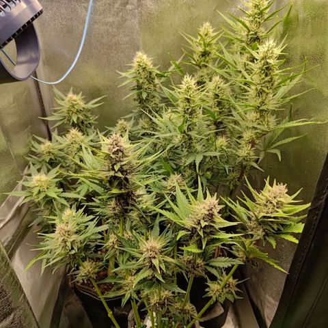 Black Orchid growlog timeline photo