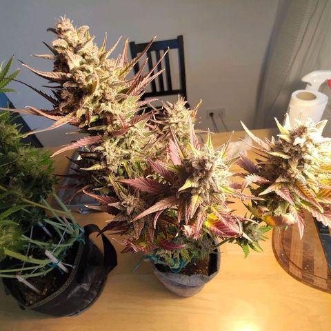 Black Orchid growlog timeline photo