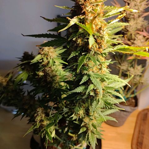 Black Orchid growlog timeline photo