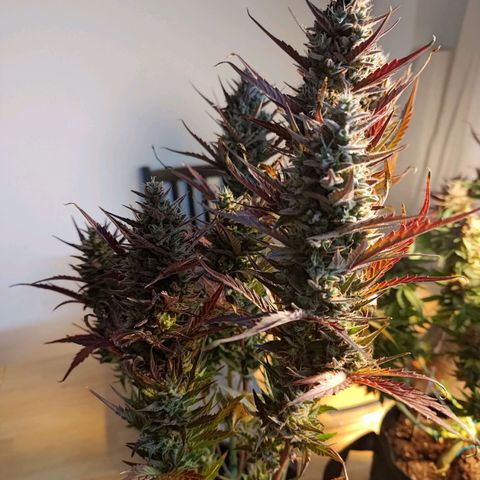 Black Orchid growlog timeline photo