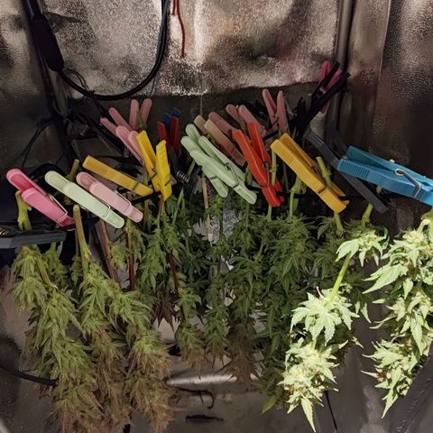 Black Orchid growlog timeline photo