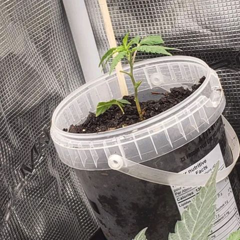 Papaya growlog timeline photo