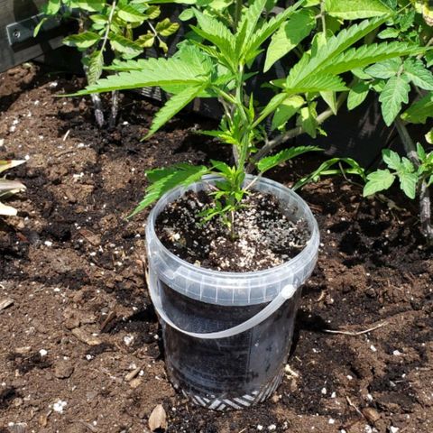 Papaya growlog timeline photo