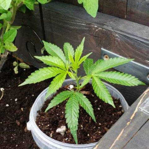Papaya growlog timeline photo
