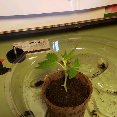 Papaya growlog timeline photo