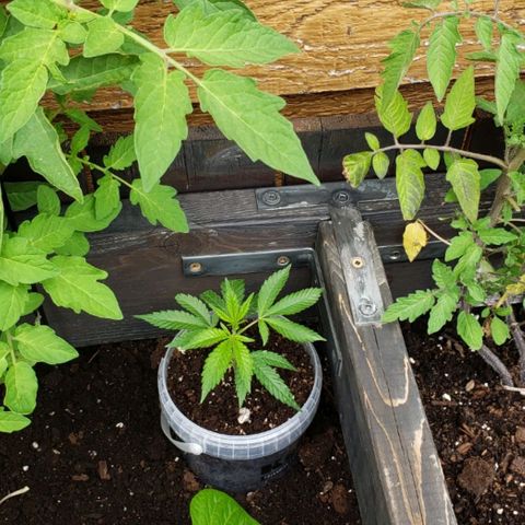 Papaya growlog timeline photo