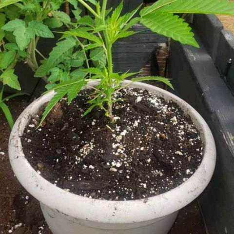 Papaya growlog photo: 2 semaine de croissance 