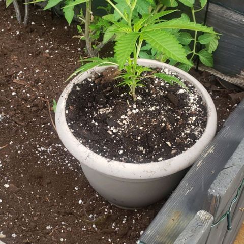 Papaya growlog photo: 2 semaine de croissance 