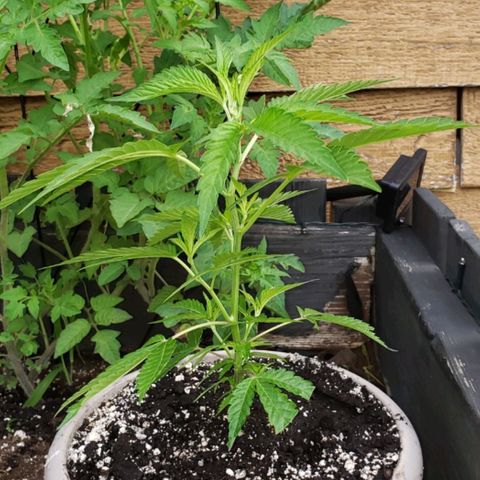 Papaya growlog timeline photo