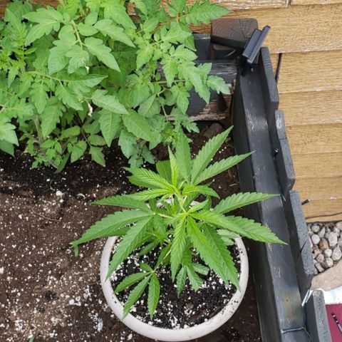 Papaya growlog timeline photo