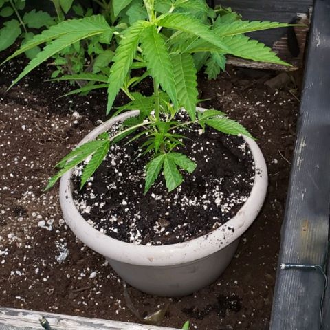 Papaya growlog timeline photo