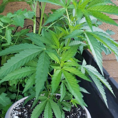 Papaya growlog timeline photo