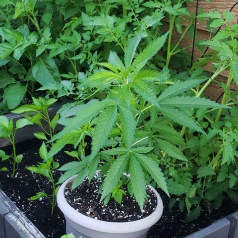 Papaya growlog timeline photo