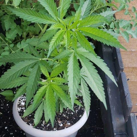 Papaya growlog timeline photo