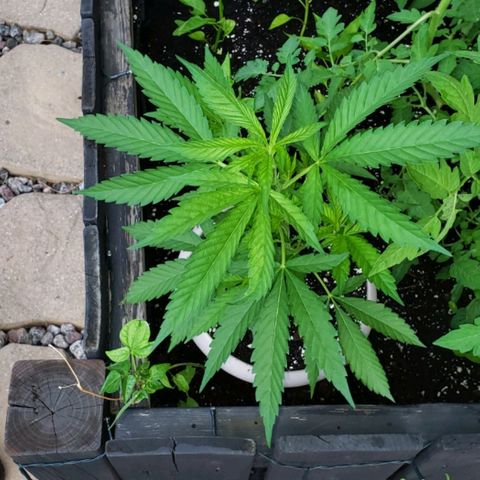 Papaya growlog timeline photo