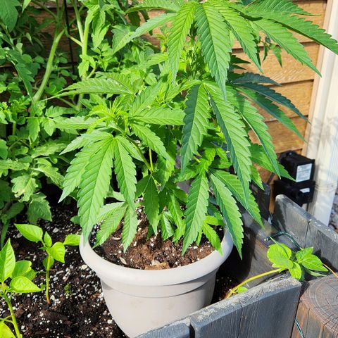 Papaya growlog timeline photo