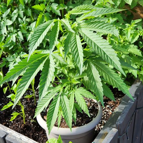 Papaya growlog timeline photo