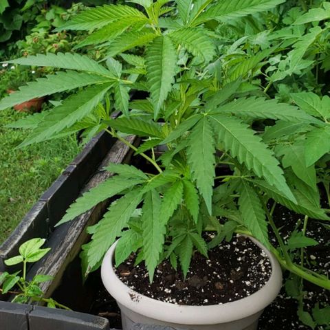 Papaya growlog timeline photo